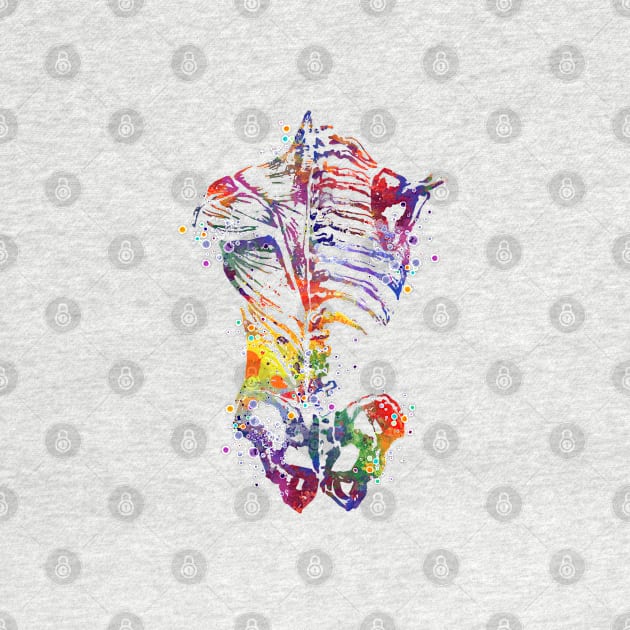 Human Back Bones Watercolor Anatomy by LotusGifts